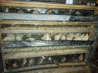 Quails — լուսանկար 2