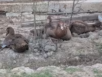 Բրոնզե — լուսանկար 3