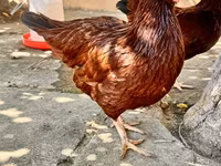 Ռոդ Այլենդ Ռեդ — լուսանկար 5