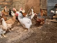 Chickens — լուսանկար 3