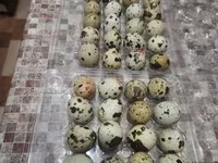 Quails — फ़ोटो 2