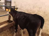 Cow, Aberdeen-Angus — photo 2