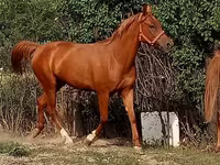 Бие, Arabian horse — 1-сурет