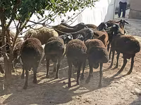 Ovelhas (lote, sexo não especificado), Tajik sheep — foto 1