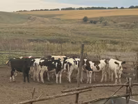 公牛, Cattle — 照片 4