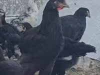 Chickens — 照片 6