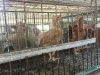 Chickens — 2-сурет