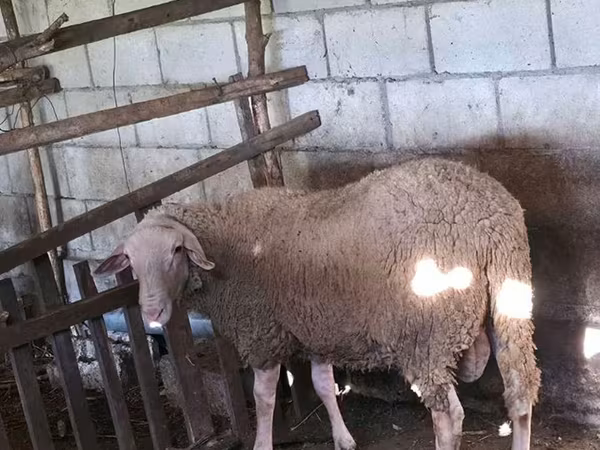 Widder, Baerchuke sheep
