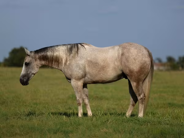 Hengst, Quarter Horse