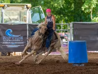 Ձի, Quarter Horse — լուսանկար 5