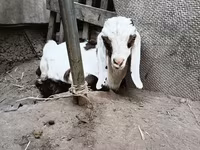 Cabro, Nubian Goat — foto 8