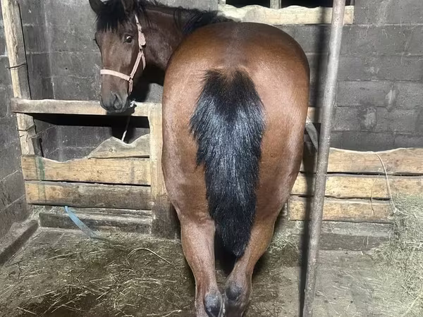 Ձի, New Altai Horse