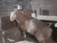 Carneiro, Hissar sheep — foto 1