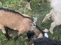 Cabra, Nubian Goat — foto 5