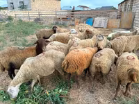 Schaf, Apsheron sheep — Foto 3