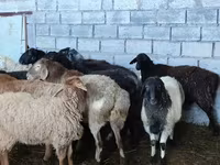 Schaf, Beulah Speckled face sheep — Foto 2