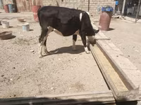 Vaca, Russian Black pied cattle — foto 1