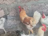 Chickens — फ़ोटो 1
