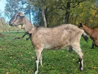 Ziege, Alpine goat — Foto 1