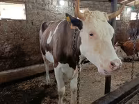 Vaca, Simmental cattle — foto 5