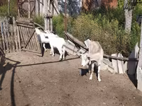 Էգ այծ, LaMancha goats — լուսանկար 4