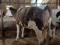 Vaca, Simmental cattle — foto 2