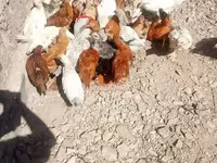 Chickens — الصورة 6