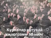 Словенская Серебристая — фото 3