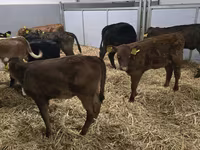 Կով, Simmental cattle — լուսանկար 2