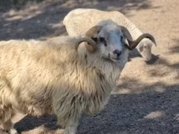 Widder, Schafe
