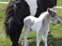 Ձի, Miniature horse — լուսանկար 5