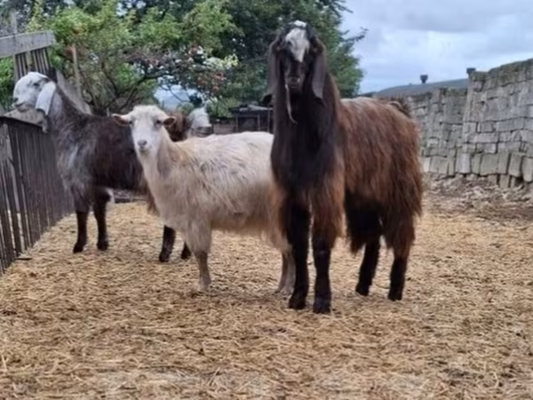 Cabras (lote, sexo não especificado), Cabras
