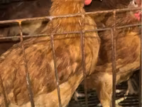 Chickens — Foto 1