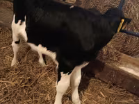 Ցուլ, Simmental cattle — լուսանկար 7