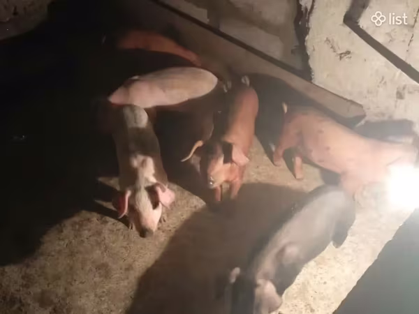 Էգ խոզ, Խոզեր