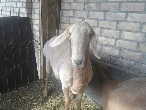 Cabra, Nubian Goat