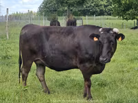 Уй, Вагю — сүрөт 1