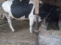 母牛, Russian Black pied cattle — 照片 6