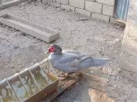 Ducks — photo 4