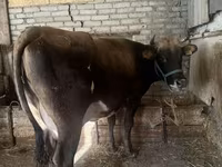 Cow, Holstein breed — photo 2