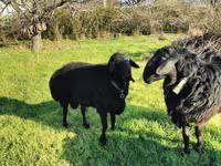 Қошқар, Tian-Shan semifinewool sheep — 2-сурет