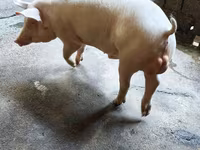 मादा सूअर, Макстер — फ़ोटो 8