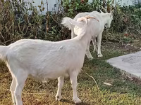 Cabra, Saanen goat — foto 1