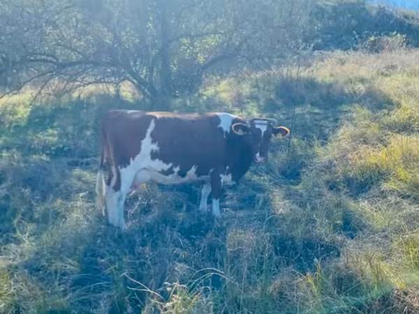 Cow, Cattle