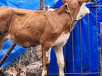 Kuh, Simmental cattle — Foto 3
