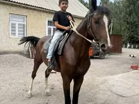 Ձի, Anglo-Arabian — լուսանկար 2