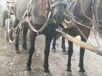 Mare, Horses — photo 2