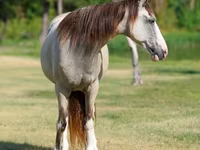 घोड़ी, Skyros Pony — फ़ोटो 4