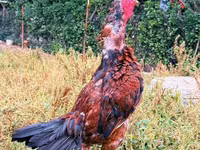 Chickens — Foto 3