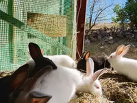 Chickens — լուսանկար 8